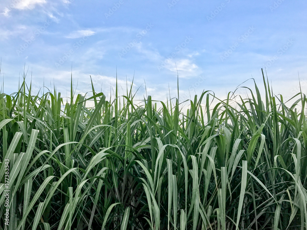 Sugarcane field Thailand.