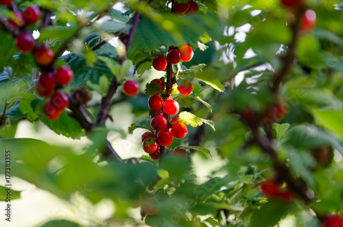 green shrubs with red berries, currants on branches