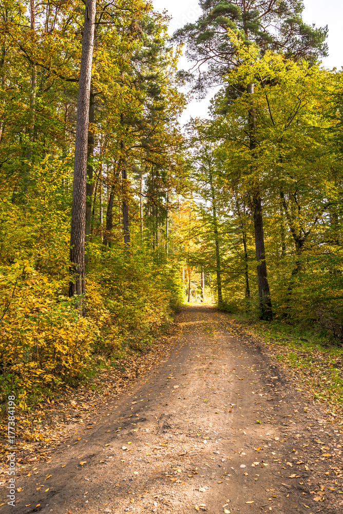 Path in the forest in autumn, scenic landscape with colorful trees in fall scenery of nature Path in the forest in autumn, scenic landscape with colorful trees in fall scenery of nature