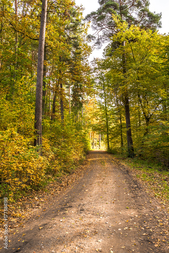 Path in the forest in autumn, scenic landscape with colorful trees in fall scenery of nature
