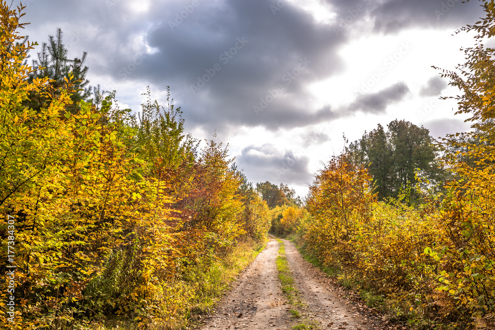 Polish forest in autumn, scenic landscape with path between trees with golden colors of nature at fall