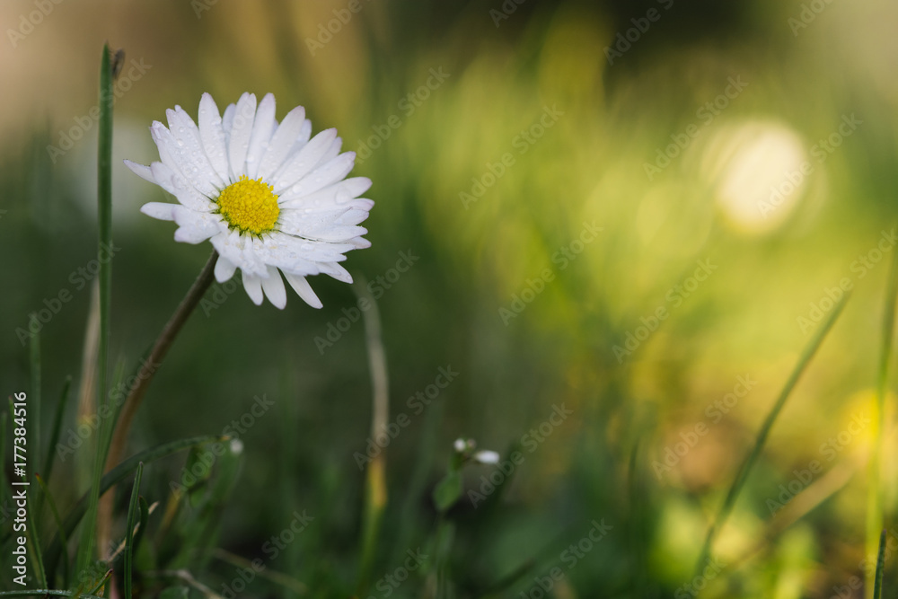 Tiny daisy flower