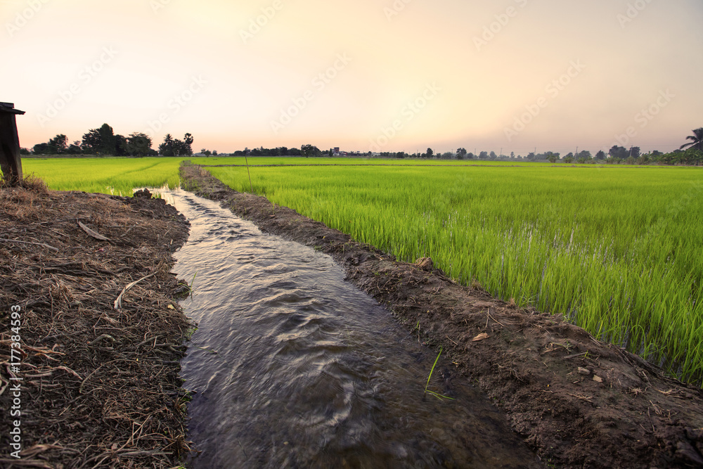 Water flows into rice fields. Sunset time