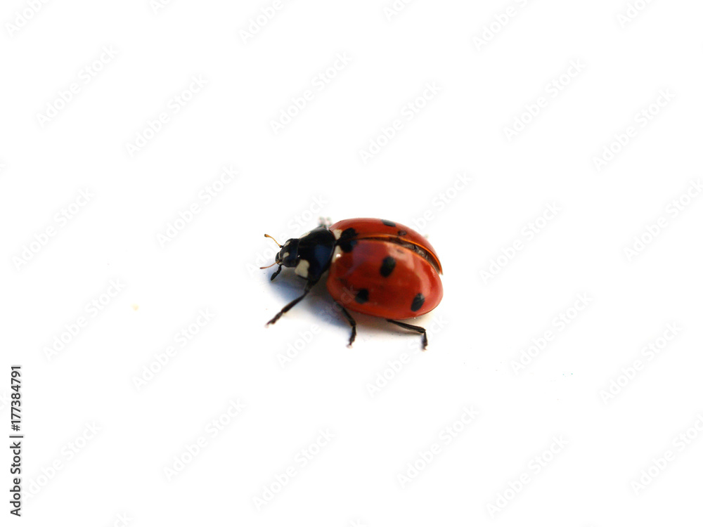 Ladybug Ladybug