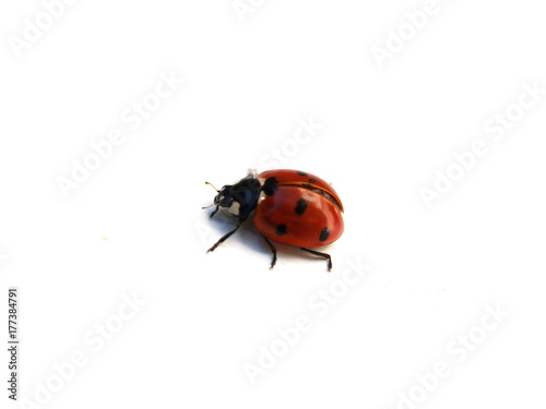Ladybug © Thomas