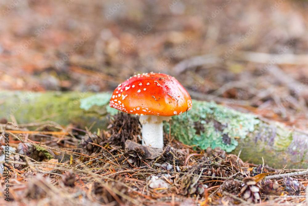 Mushroom Mushroom