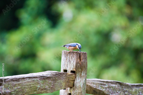 Bird