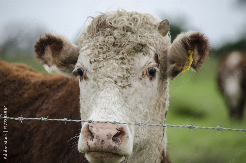 Obraz premium Cattle