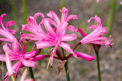 Pink flower