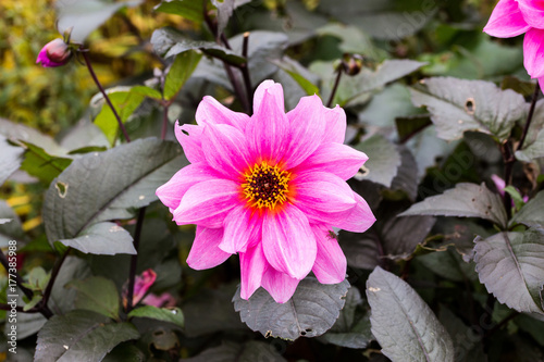 Pink flower