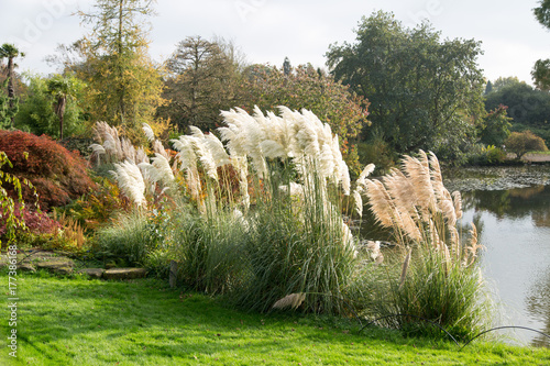 Tall grass