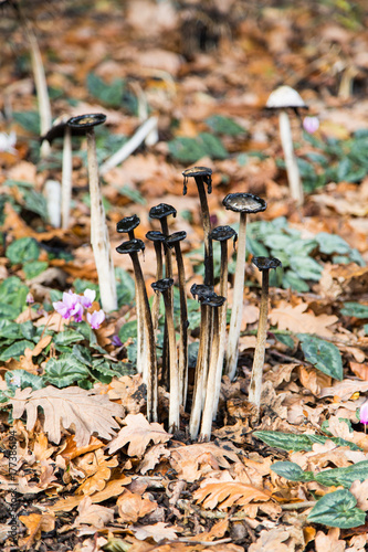 Mushrooms photo