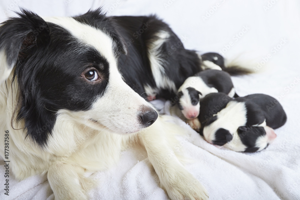 mother border collie with her babies mother border collie with her babies