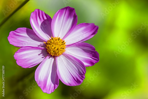 Flower With Wide Purple   White Petals Round Yellow Center Green Blurry Background