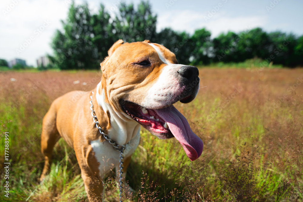 American Staffordshire terrier standing in a meadow