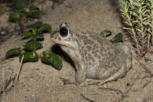 pelobates cultripes Pelobate cultripede