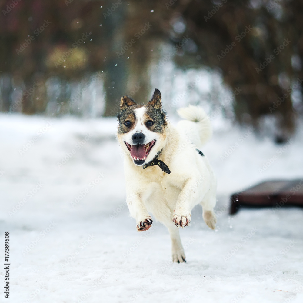 funny white dog fun running in the freezing snow in the winter funny white dog fun running in the freezing snow in the winter