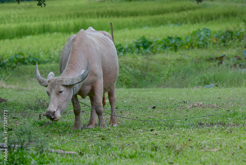 Fototapeta Naklejka Na Ścianę i Meble -  buffalo in green field