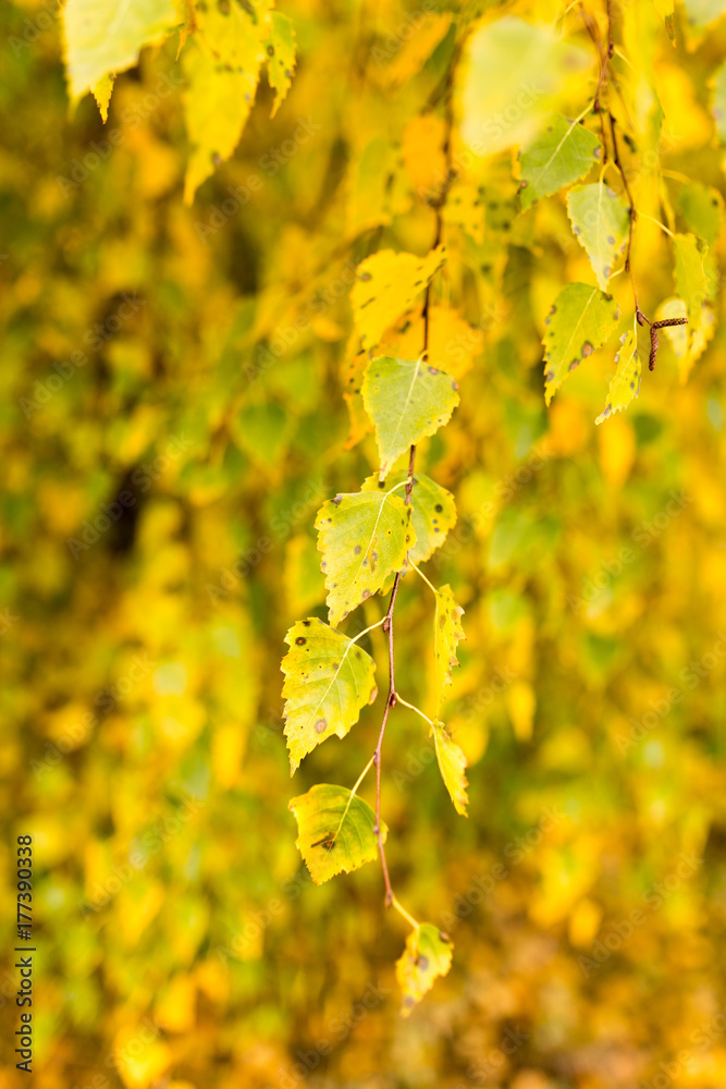 Obraz premium beautiful leaves on a tree in autumn