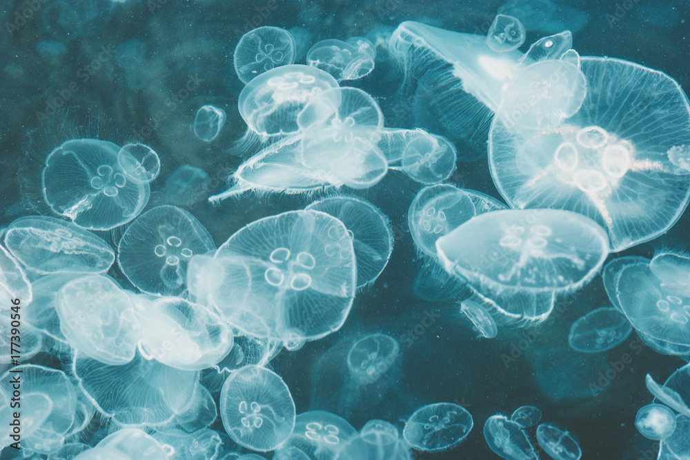 Sea background of fluorescent Jellyfish underwater natural view relaxing scenery Sea background of fluorescent Jellyfish underwater natural view relaxing scenery