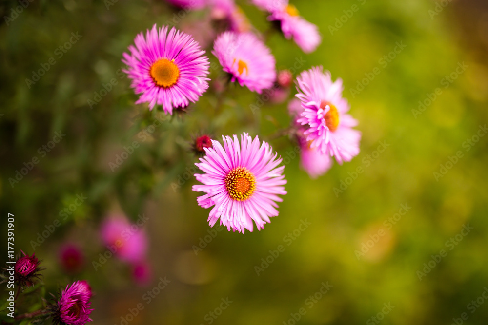 beautiful violet flower in nature beautiful violet flower in nature