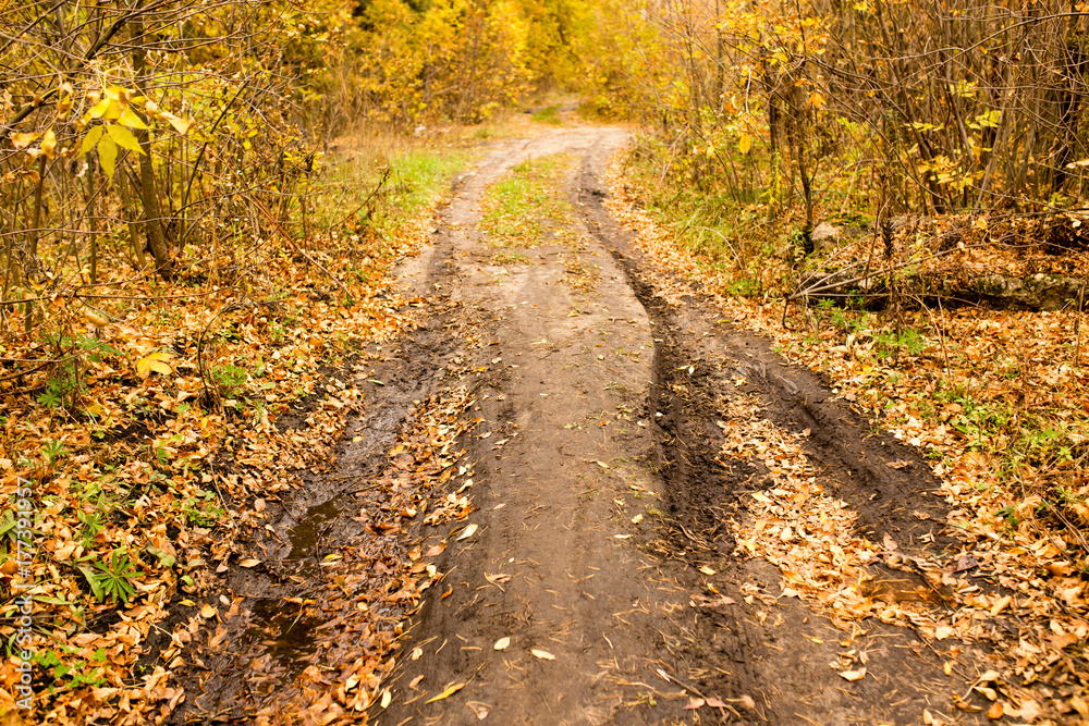 Fototapeta premium dirt road in the autumn