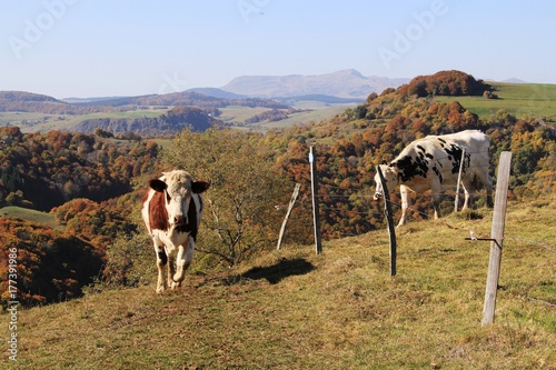 vaches à l'estive sur le plateau du Cézallier, Auvergne photo