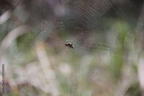 Spider on its web
