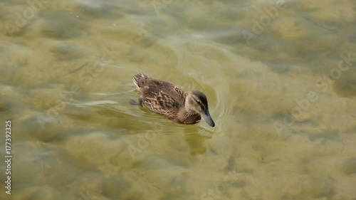 Newborn ducklings on water by the lake shore photo