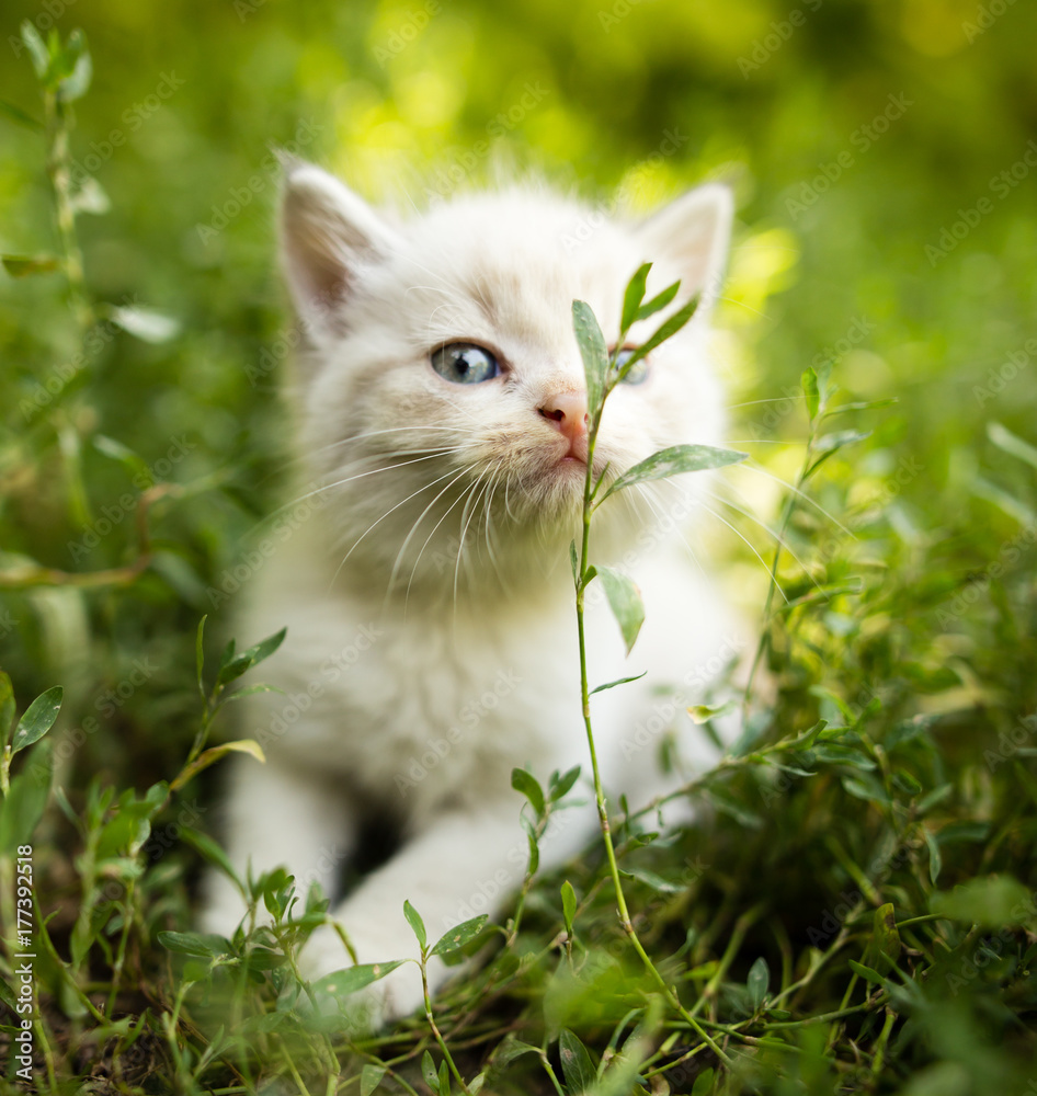 little kitten is walking in green grass outdoors