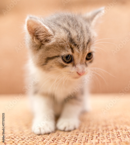 portrait of a small kitten