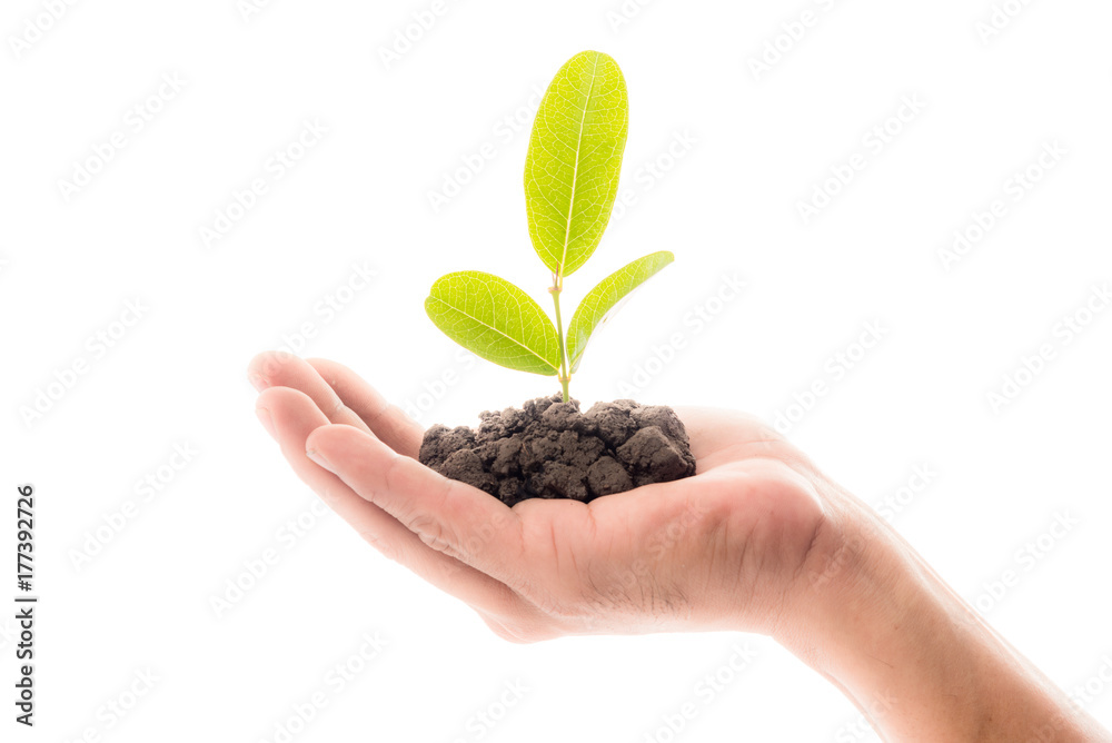 Plant in the hand on White background Plant in the hand on White background