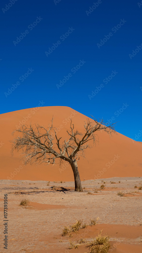 Dürreperiode in der Namib Wüste