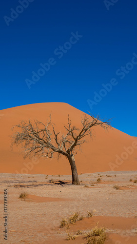 D  rreperiode in der Namib W  ste