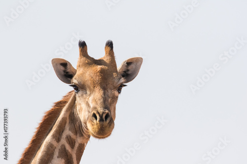 Close up image of a giraffe walking in the kalahari in the Northern Cape province of South Africa 
