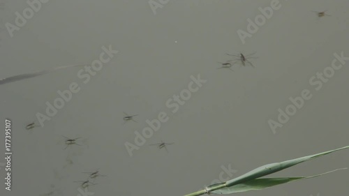 The Gerridae are a family of insects in the order Hemiptera, commonly known as water striders, water bugs, pond skaters, water skippers, or jesus bugs. photo