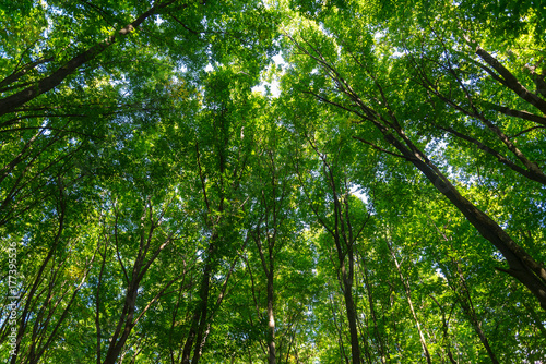 Принти на полотні Texture of green leaves of trees in forest. Natural background