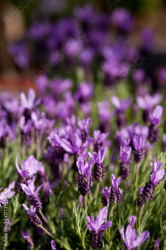 Lavender in the sun