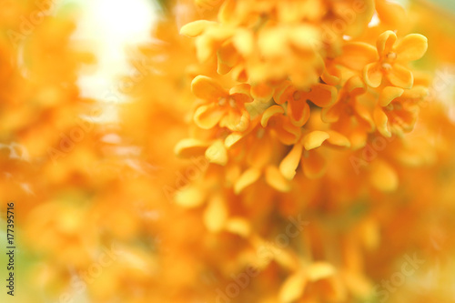 キンモクセイの花