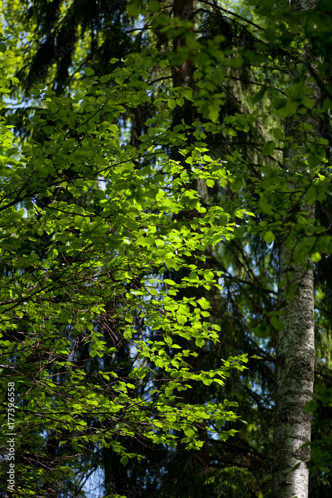 Birch tree in spring