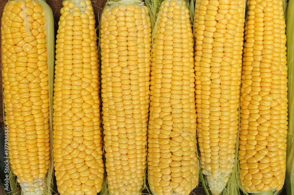 Young corn dairy ripeness, food varieties grown on an ecological farm away from the city, roads, factory emissions