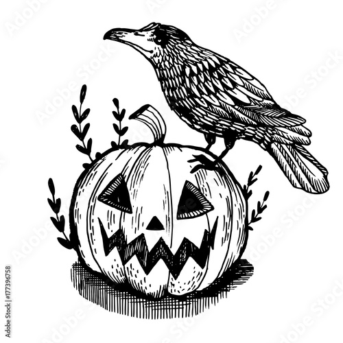Crow and pumpkin engraving vector illustration