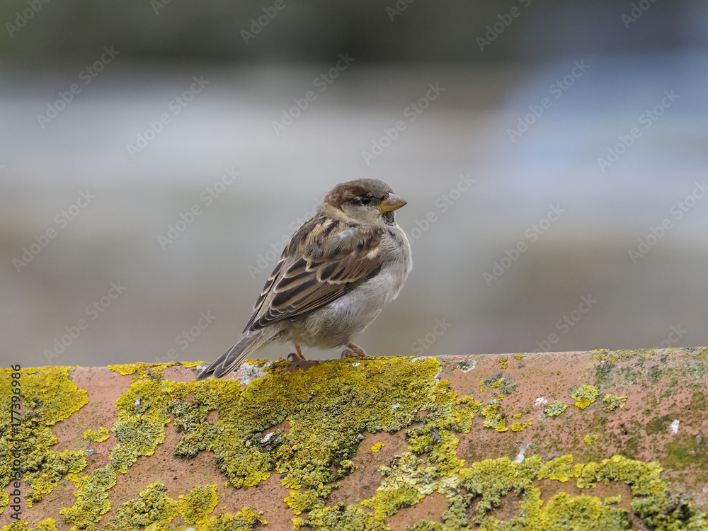 House sparrow, Passer domesticus House sparrow, Passer domesticus