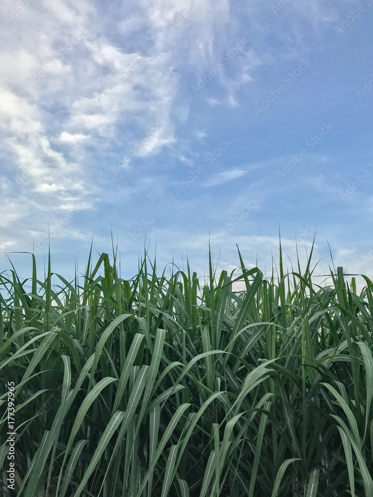 Fototapeta premium Sugarcane field Thailand.