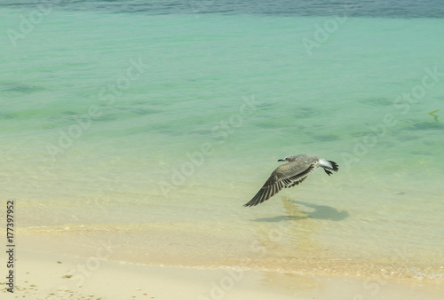 gaviota playa bonaire