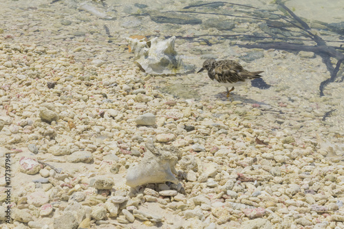 playa bonaire