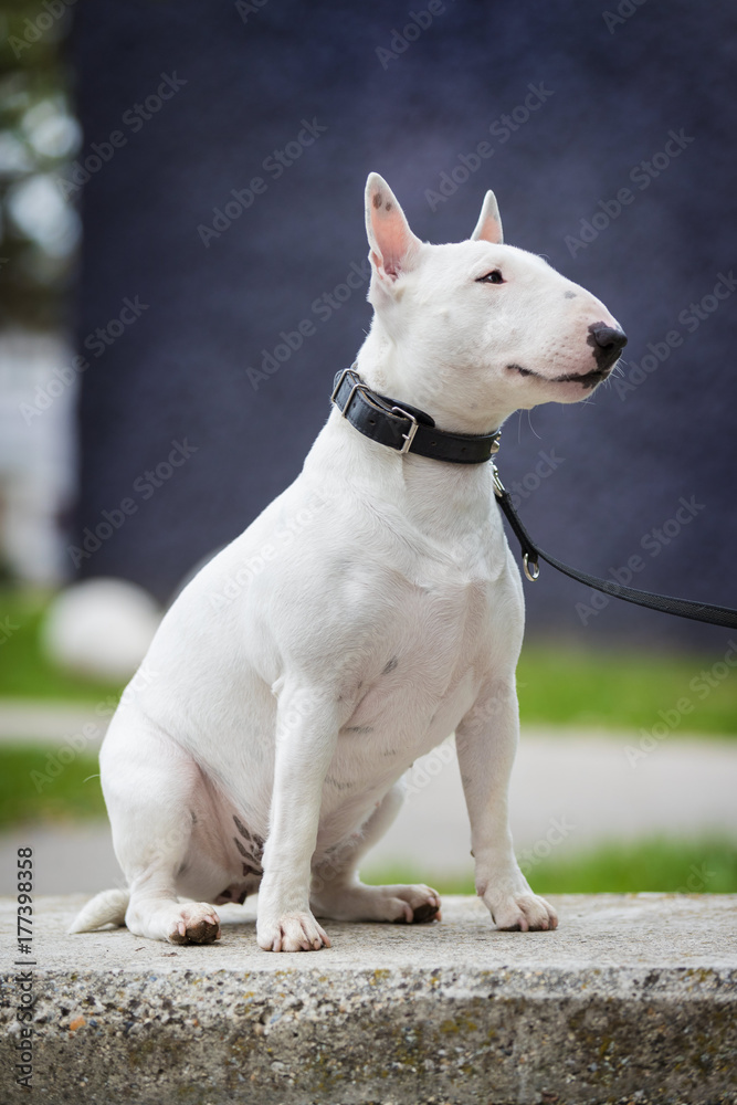 White bull terrier on stone bench
