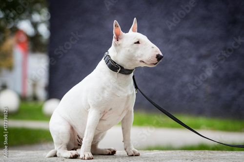 Canvas-taulu White bull terrier on stone bench
