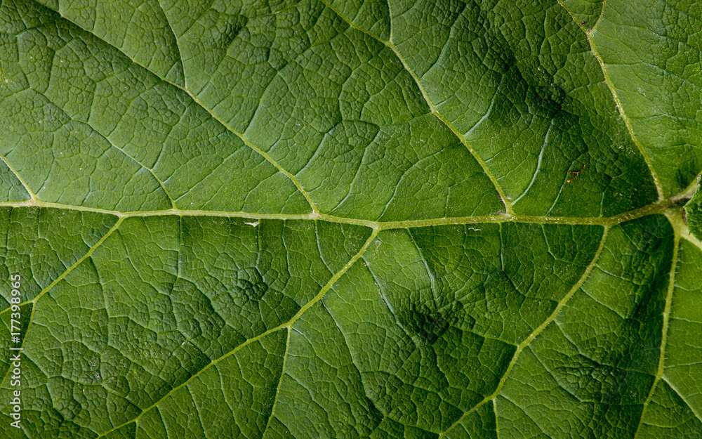 leaf close up texture leaf close up texture