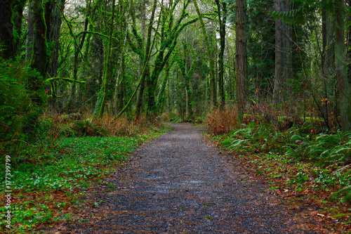 a picture of an Pacific Northwest forest trail